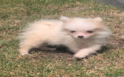 Spitz pequeño - Kleinspitz perros en venta: Kleinspitz pomerania  - Imagen 9