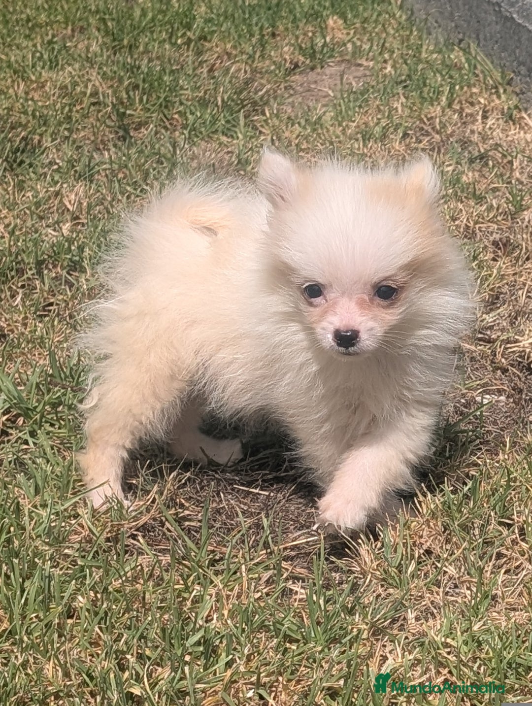 Spitz pequeño - Kleinspitz perros en venta: Kleinspitz pomerania  - Imagen 9