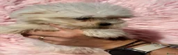 Bichón Maltés perros en venta: Preciosa bichon maltés 🐾 - Anuncio 4