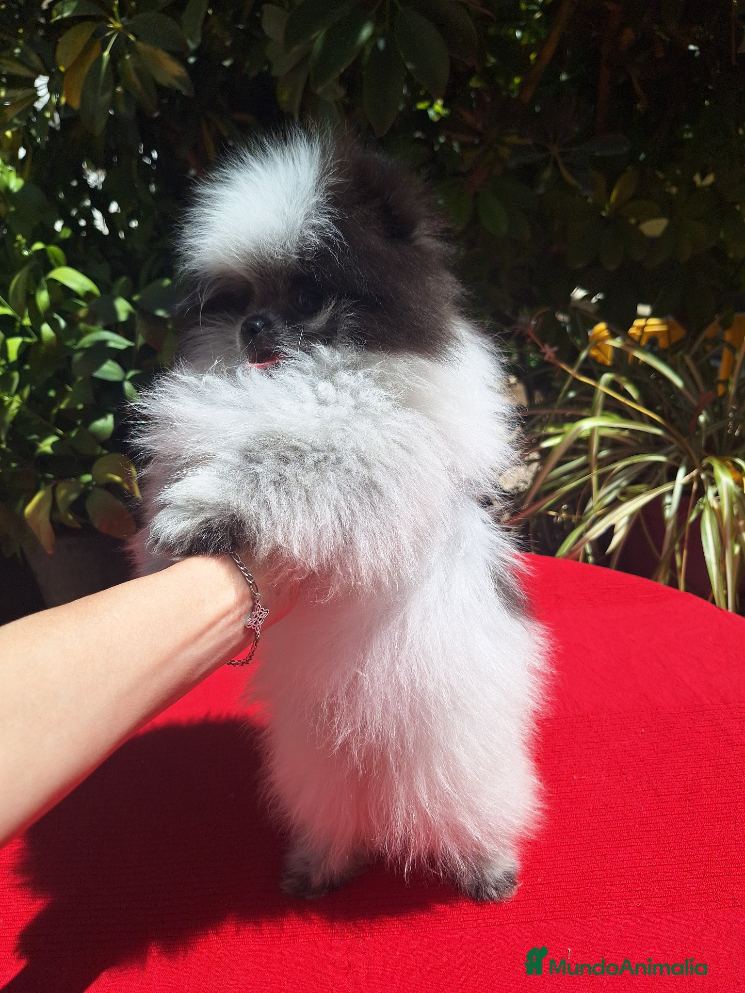 Pomerania perros Excelente machito pomerania. - Anuncio 30