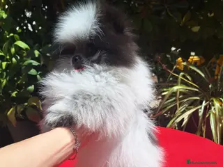 Pomerania perros Excelente machito pomerania. - Anuncio 30
