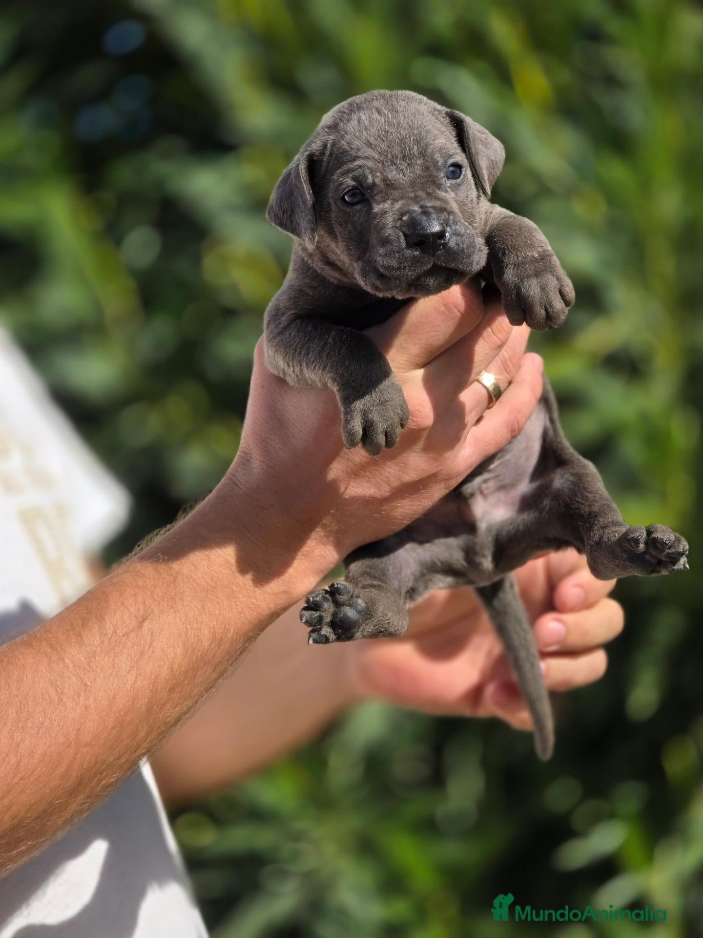 Cane Corso perros en venta: Cachorros Cane Corso – negros, grises y atigrados - Anuncio 5