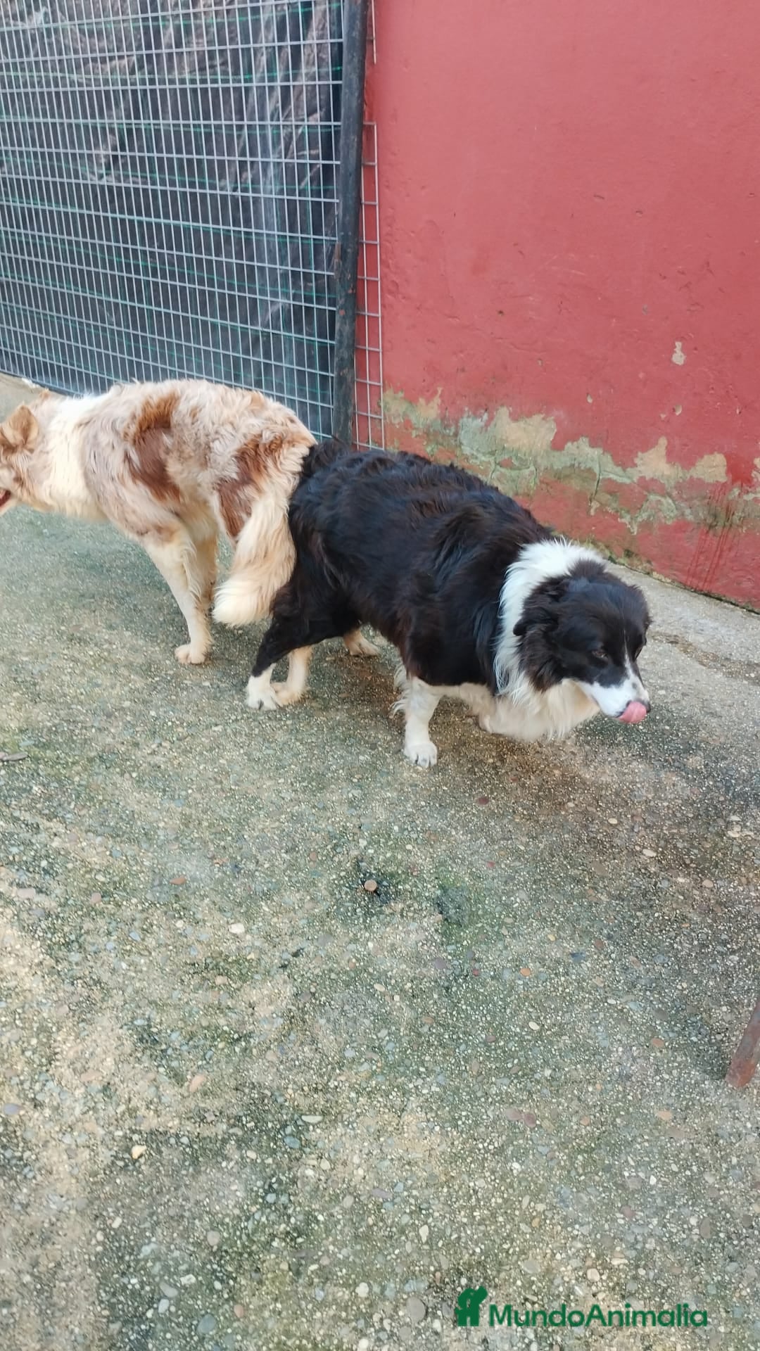 Border Collie perros Border collies Machos Chocolate - Anuncio 33