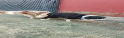 Border Collie perros en venta: Border collies Machos Chocolate - Anuncio 2