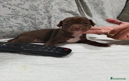 Chihuahua perros en venta: Chocolate macho  - Imagen 1