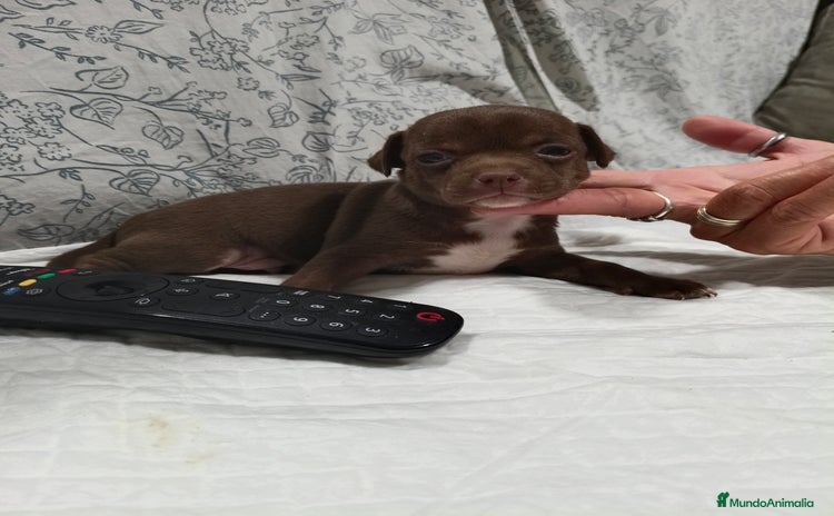 Chihuahua perros - Anuncio 2