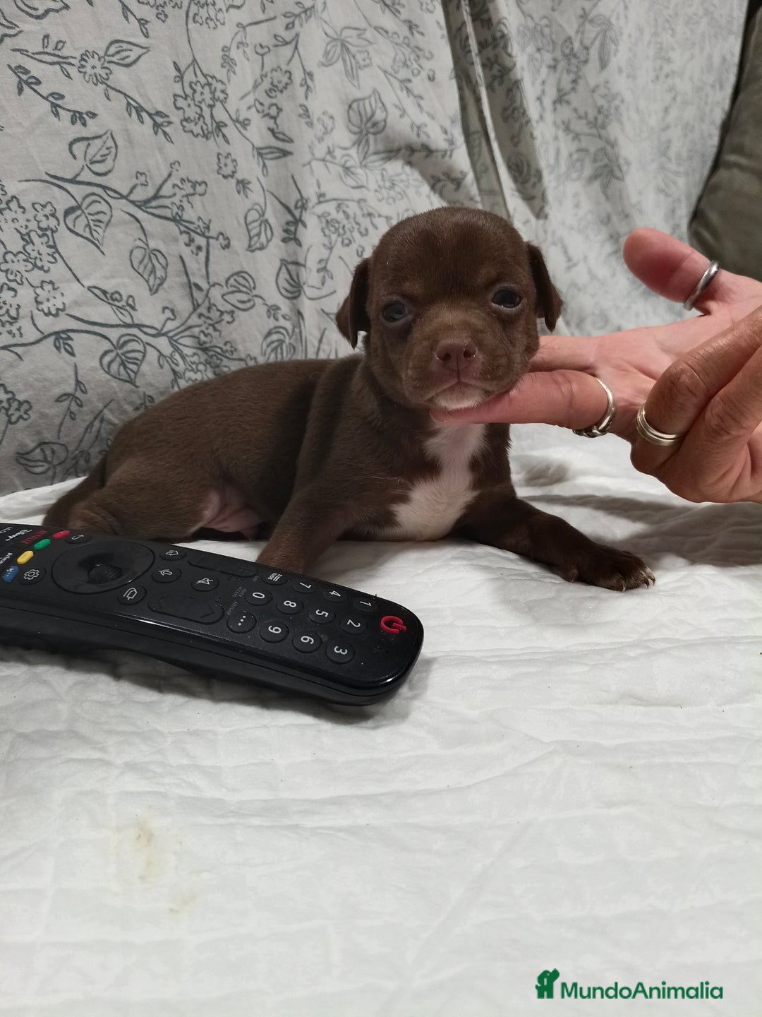 Chihuahua perros en venta: Chocolate macho  - Imagen 1