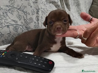 Chihuahua perros - Anuncio 8