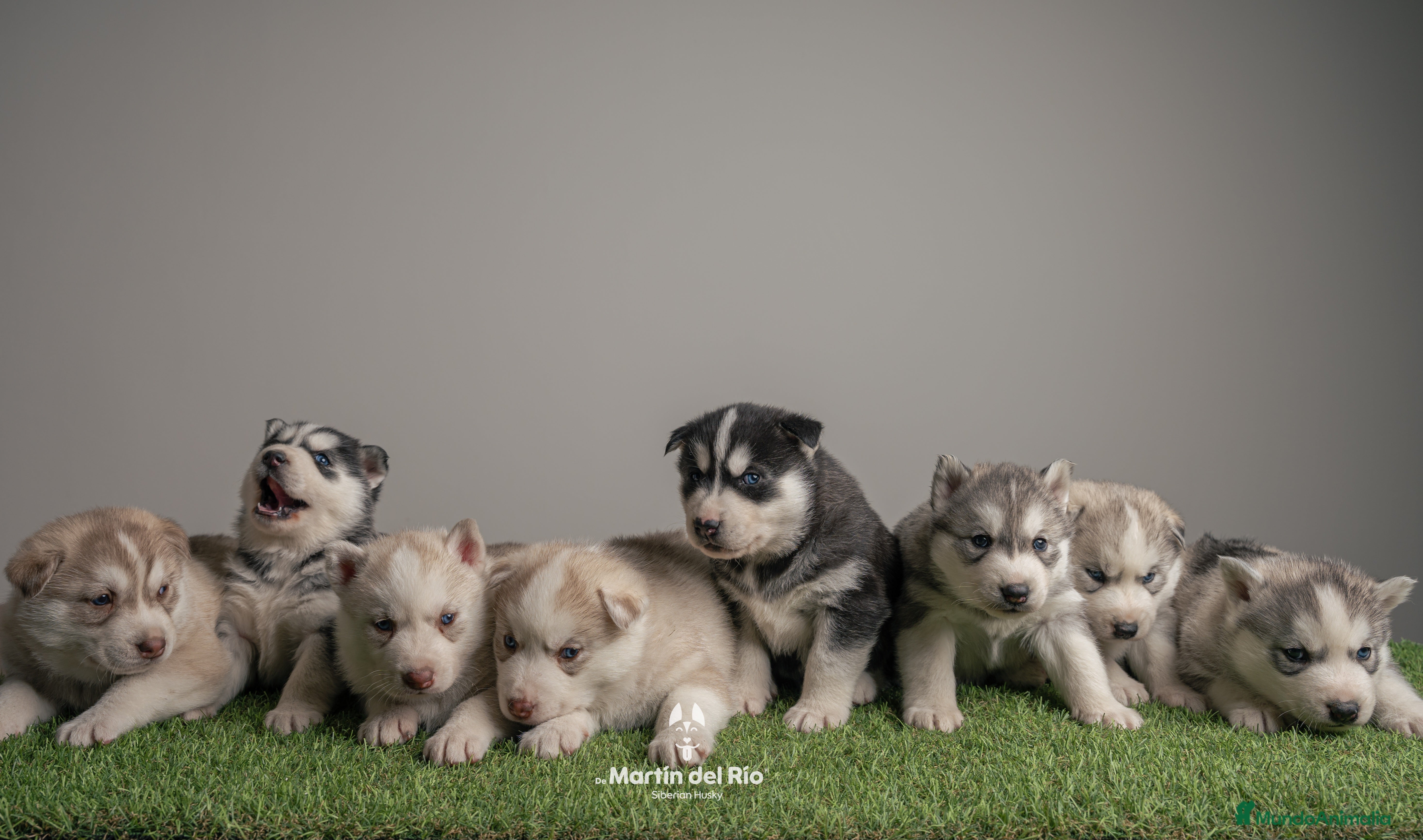 Husky Siberiano perros IDEAL CAMADA HUSKY - Anuncio 31