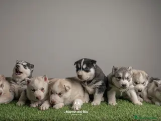 Husky Siberiano perros IDEAL CAMADA HUSKY - Anuncio 19