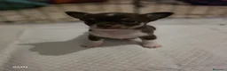 Chihuahua perros en venta: camada chihuahua  - Anuncio 4
