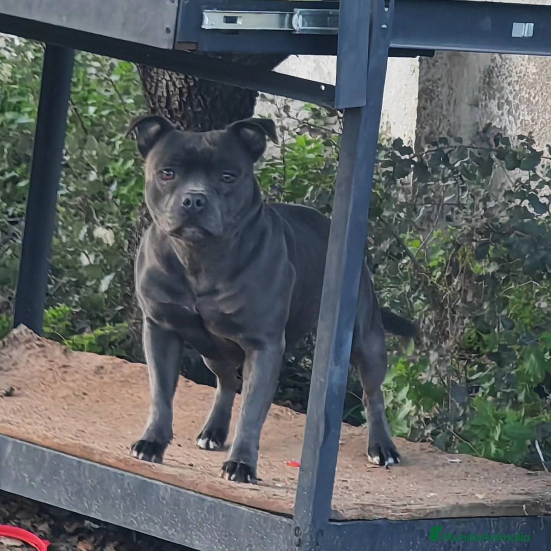 Staffordshire Bull Terrier perros en venta: Staffordshire bull terrier blue - Imagen 1