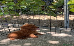 Caniche Toy perros en venta: Caniche toy  - Imagen 4