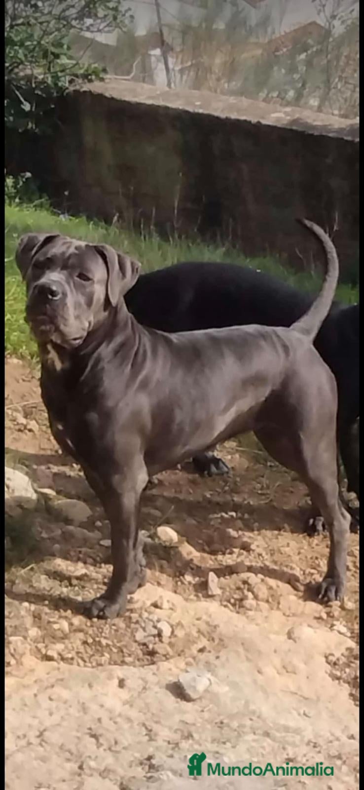 Cane Corso perros IMPRESIONANTES CANE CORSOS en Alicante - Anuncio 1