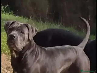 Cane Corso perros IMPRESIONANTES CANE CORSOS en Alicante - Anuncio 1