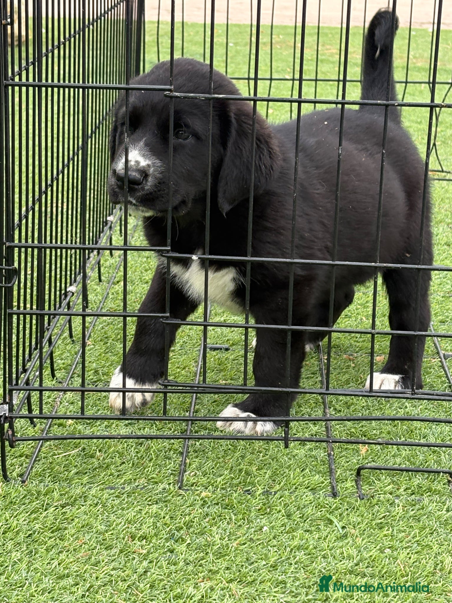 Pastor de Asia Central perros Cachorra Alabai padres importados - Anuncio 1