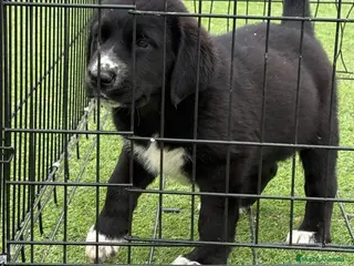 Pastor de Asia Central perros Cachorra Alabai padres importados - Anuncio 1