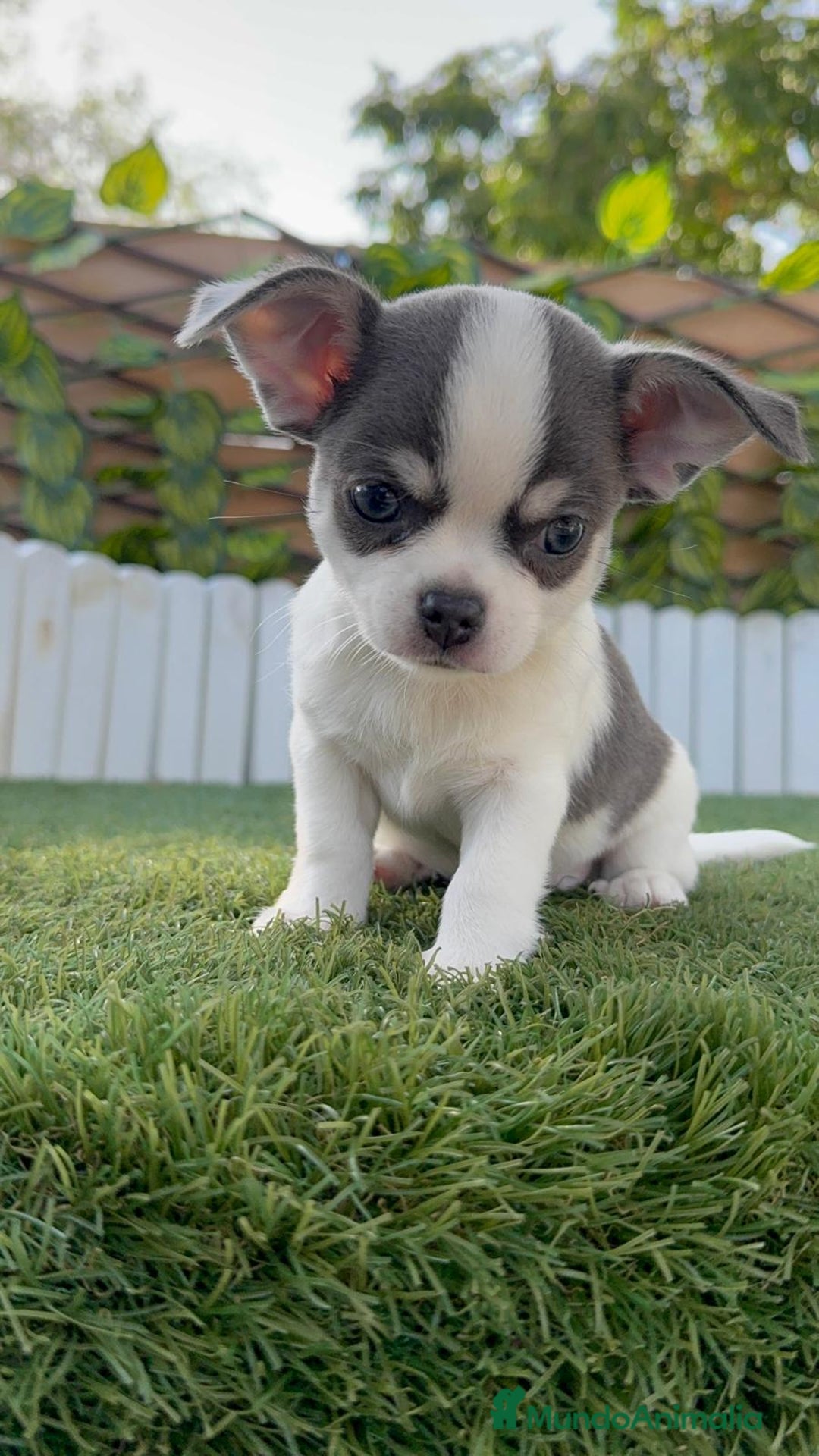 Chihuahua perros en venta: CHIHUAHUA MACHO DISPONIBLE - Imagen 5