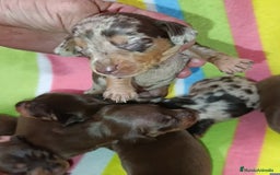 Teckel Miniatura perros en venta: Bellezas teckel kaninchen  - Imagen 2
