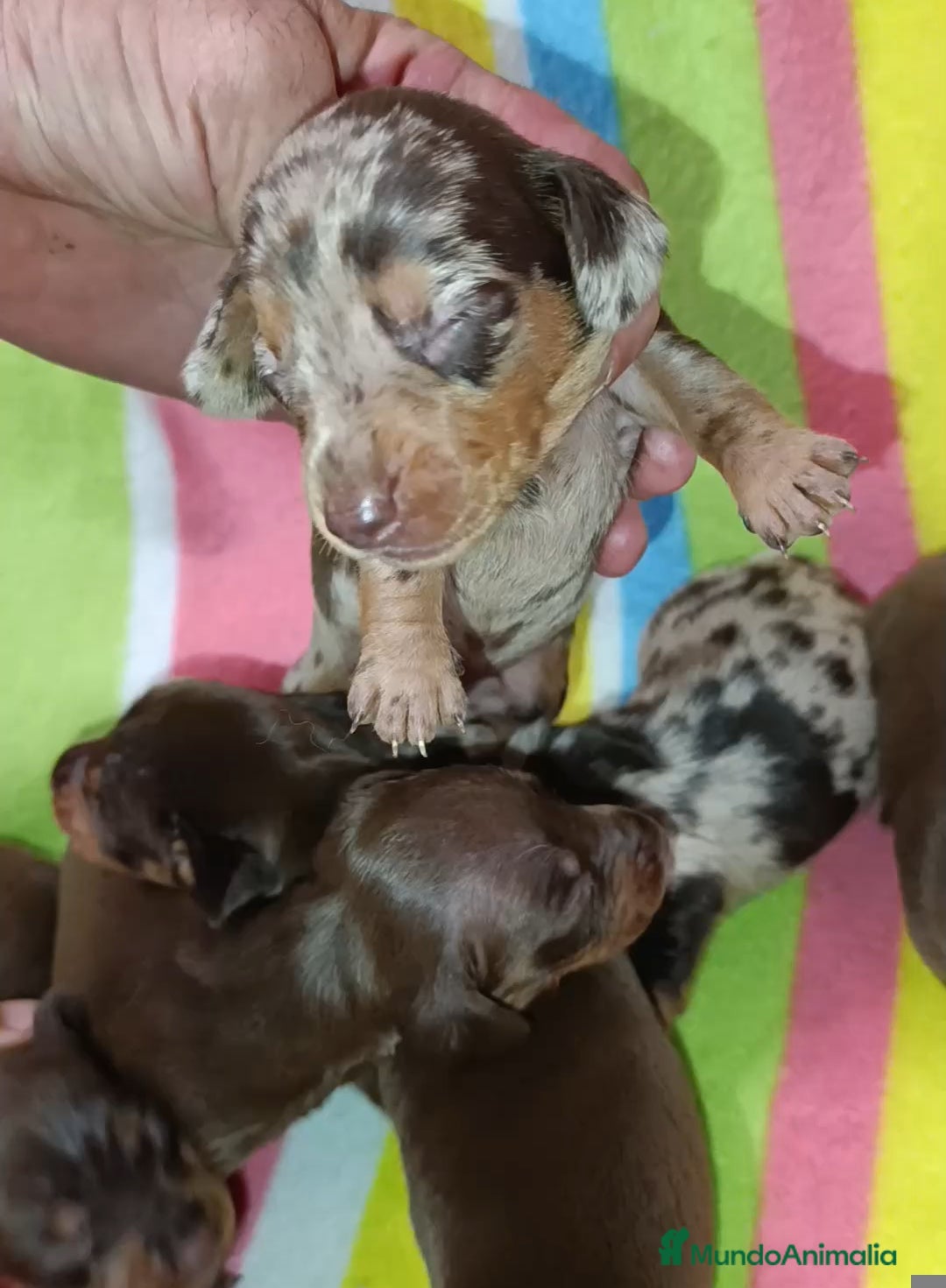 Teckel Miniatura perros en venta: Bellezas teckel kaninchen  - Imagen 2