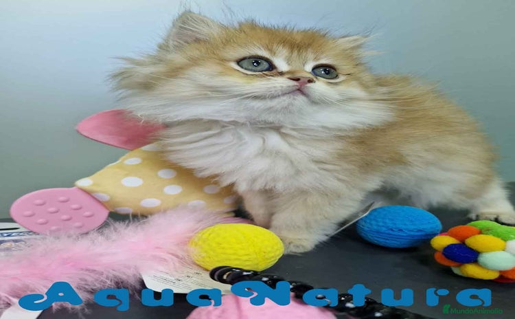 Británico de Pelo Largo gatos - Propaganda 2