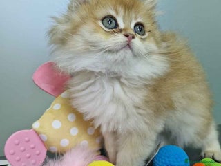 Británico de Pelo Largo gatos - Anuncio 3