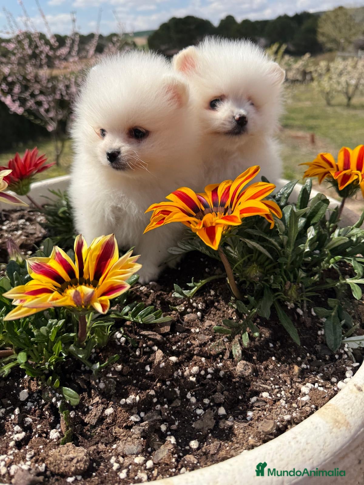 Pomerania perros Pomeranias toy hembras disponibles  - Anuncio 1