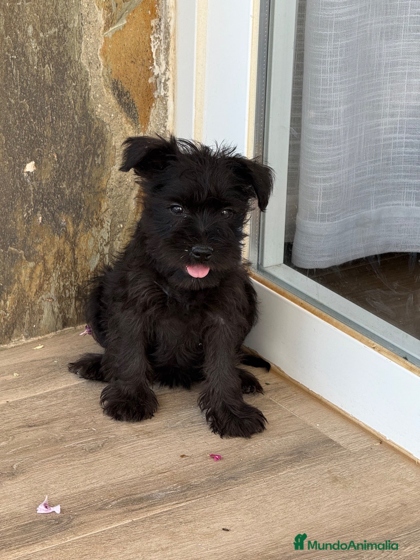 Schnauzer Miniatura perros Schnauzer miniatura negros  - Anuncio 1