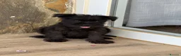 Schnauzer Miniatura perros en venta: Schnauzer miniatura negros  - Anuncio 1