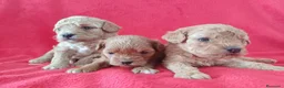 Caniche Enano perros en venta: Caniche Enano  - Anuncio 2