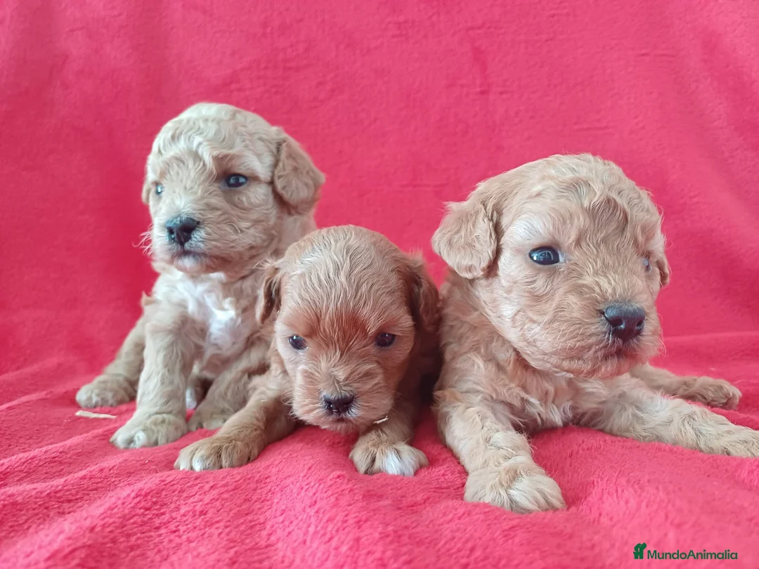 Caniche Enano perros en venta: Caniche Enano  - Anuncio 2