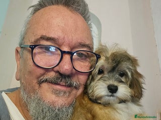 Bichón Habanero perros BICHON HABANERO - Anuncio 20