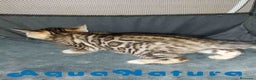 Bengalí gatos en venta: Camada gatitos Bengali - AQUANATURA en Barcelona - Anuncio 6