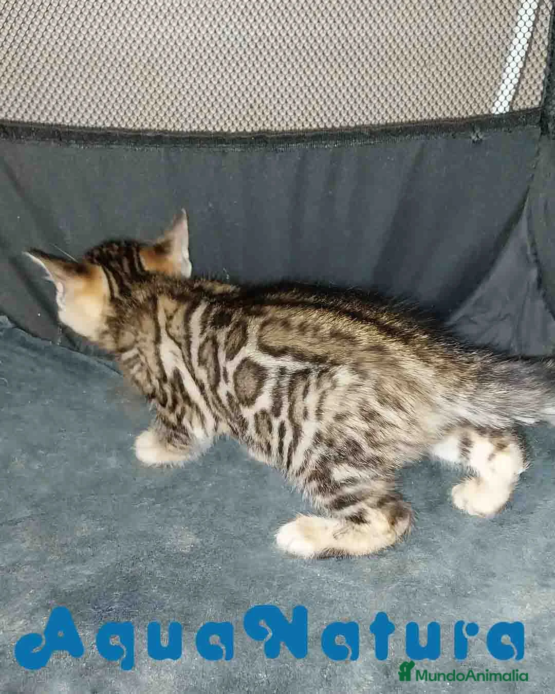 Bengalí gatos en venta: Camada gatitos Bengali - AQUANATURA en Barcelona - Anuncio 6