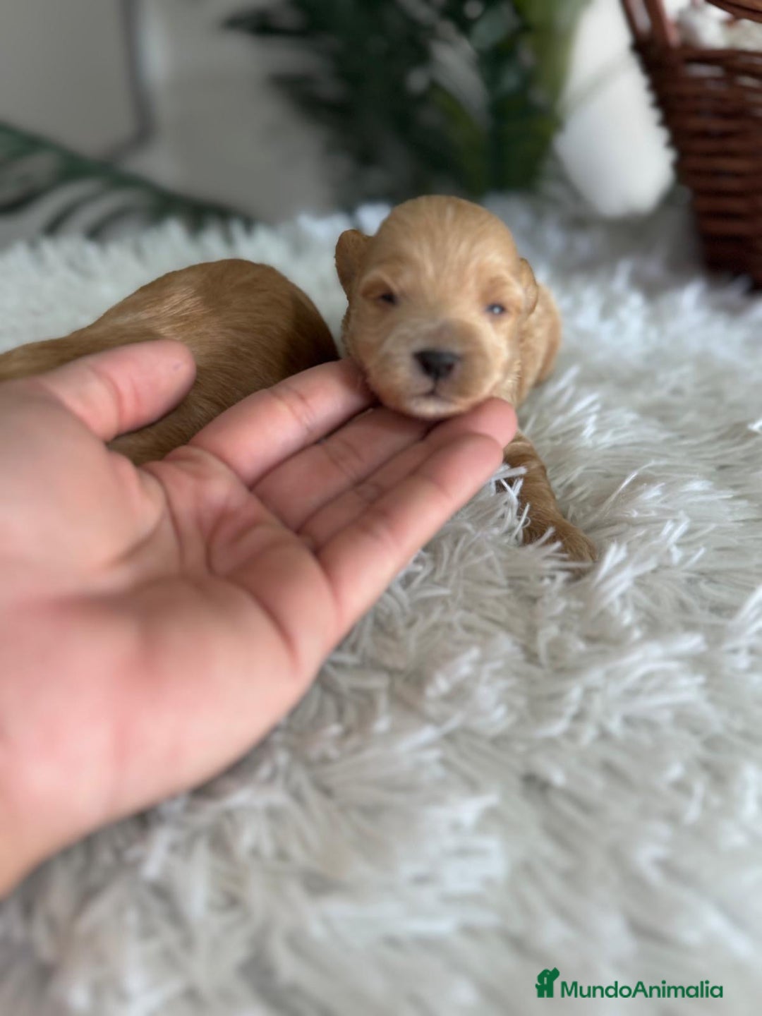 Maltipoo perros en venta: MALTIPOO MACHOS - Imagen 8