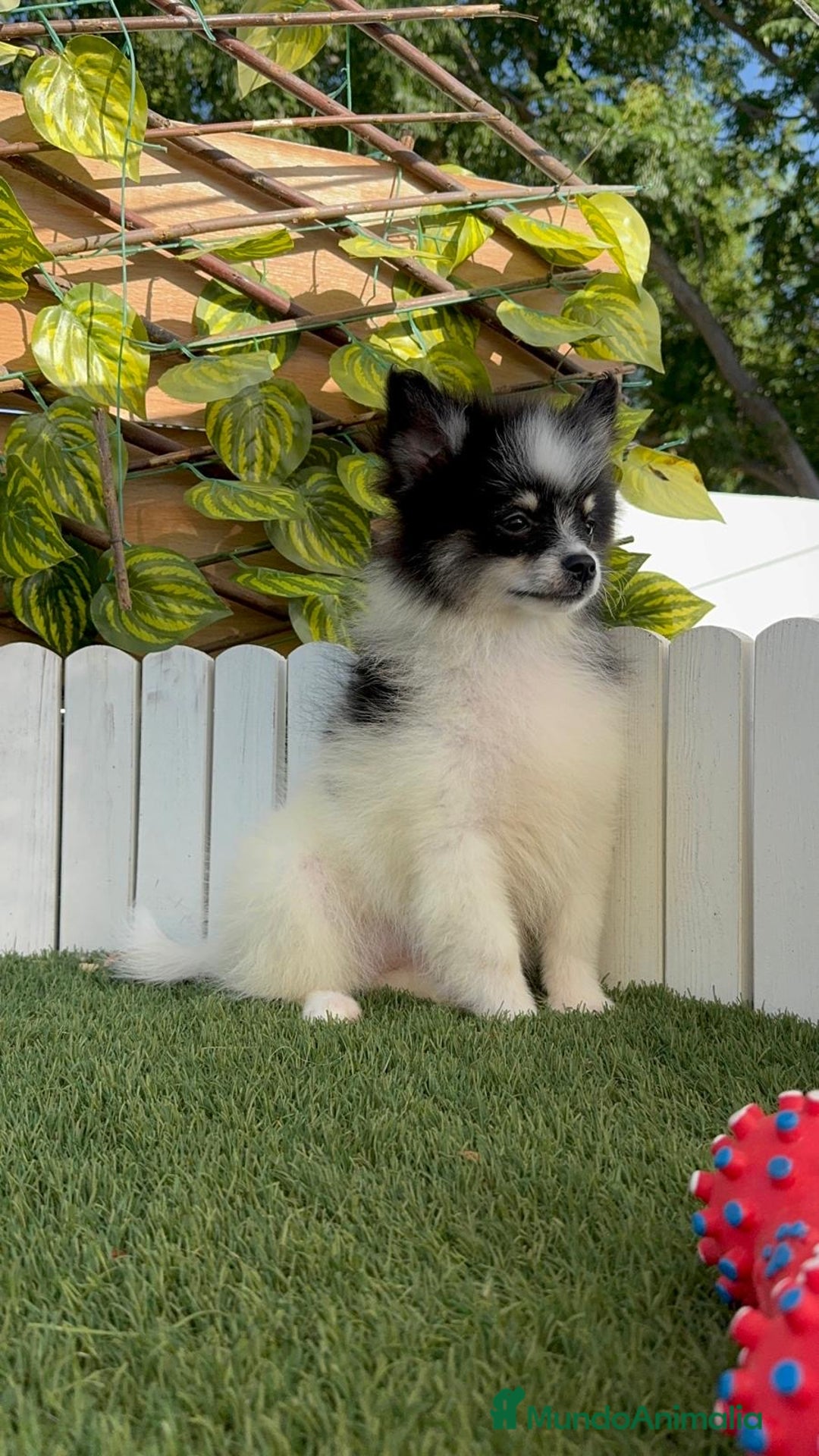 Pomerania perros en venta: POMERANIA MACHO ENVIOS A TODA ESPAÑA - Imagen 25