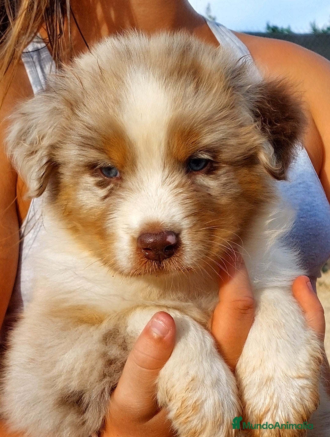 Pastor Australiano perros en venta: Cachorros pastor australiano  - Imagen 5