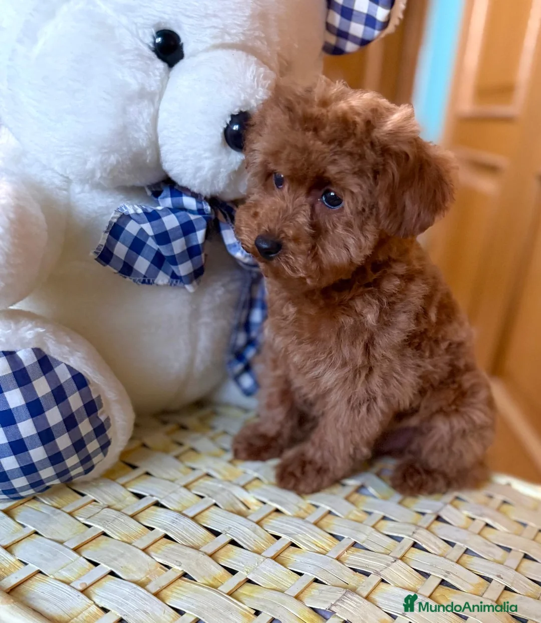 Caniche Toy perros en venta: Caniche toy listo para entregar !!! - Anuncio 1