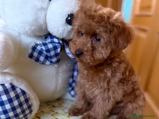 Caniche Toy perros Caniche toy listo para entregar !!! - Anuncio 1