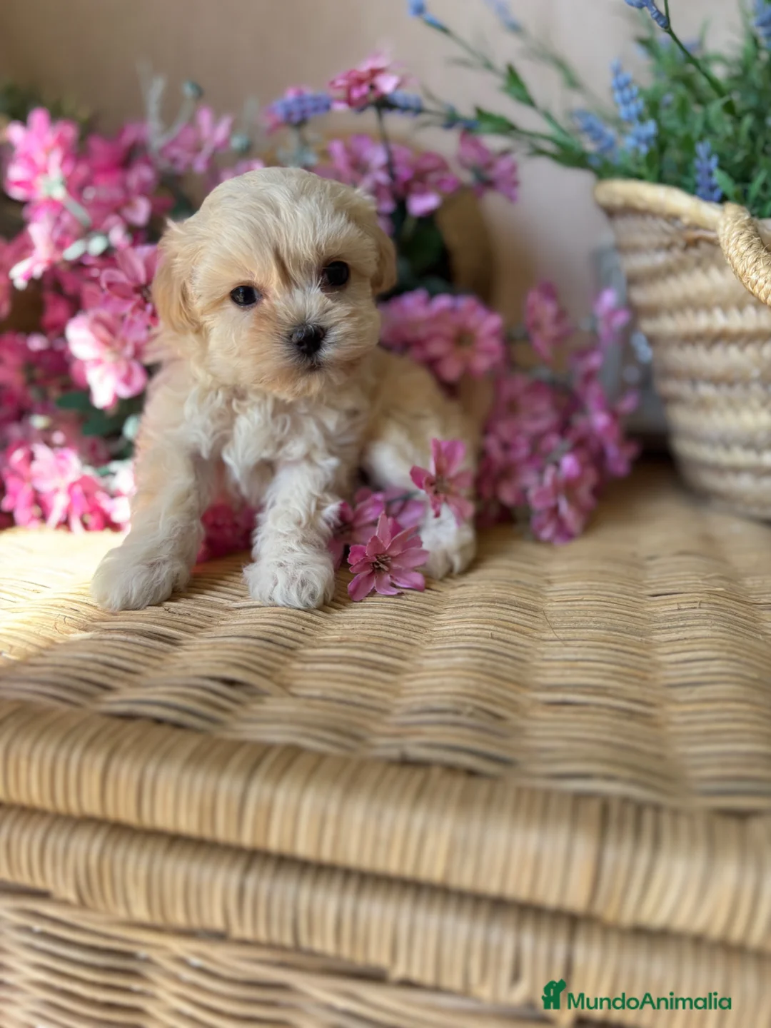 Maltipoo perros en venta: Maltipoo - Anuncio 1