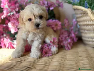 Maltipoo perros Maltipoo - Anuncio 1
