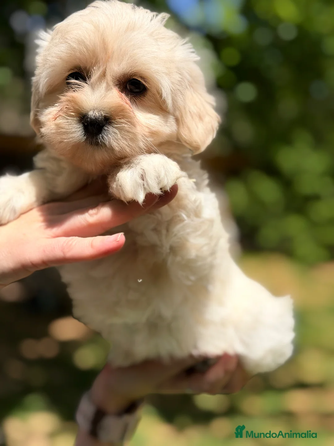 Bichón Maltés perros en venta: Bichón maltés hembra  - Anuncio 1