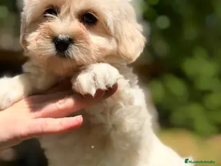 Bichón Maltés perros Bichón maltés hembra - Anuncio 3