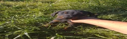 Dobermann perros en venta: Doberman chocolate negro europeo  en Sevilla - Anuncio 5