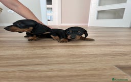Teckel Miniatura perros en venta: Teckel mini  - Imagen 5