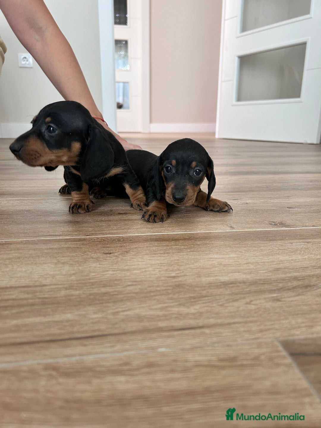 Teckel Miniatura perros en venta: Teckel mini  - Imagen 5