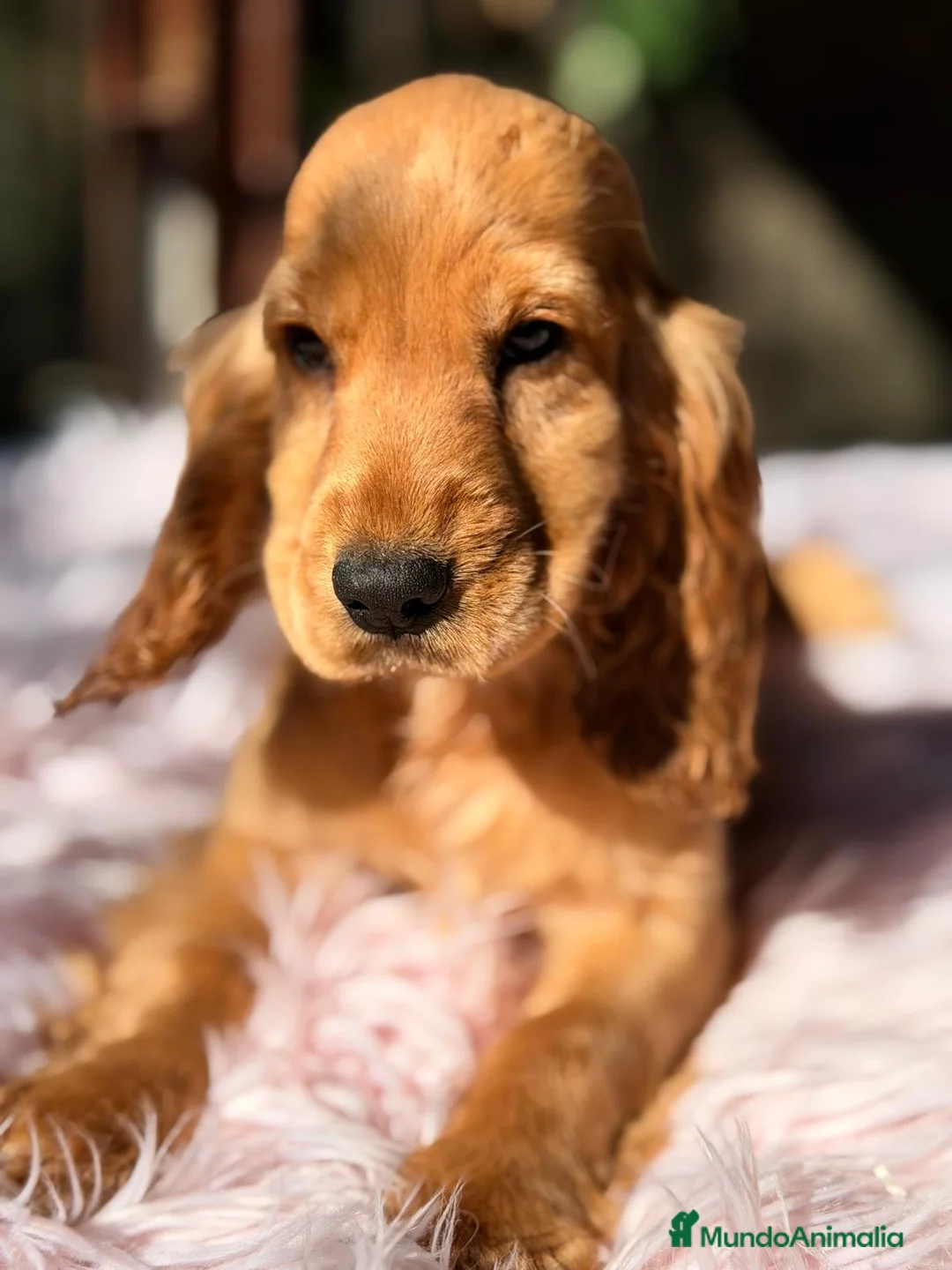 Cocker Spaniel Inglés perros en venta: COCKER SPANIEL INGLES DORADO - Anuncio 4