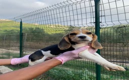Beagle perros en venta: Beagle Puppy buscando un hogar lleno de amor 🐾 - Imagen 3