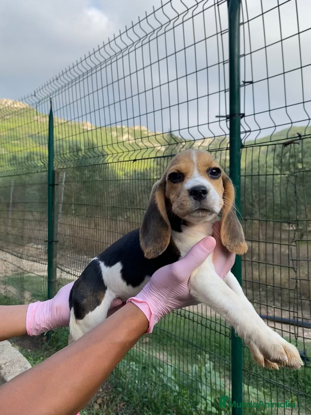 Beagle perros en venta: Beagle Puppy buscando un hogar lleno de amor 🐾 - Imagen 3
