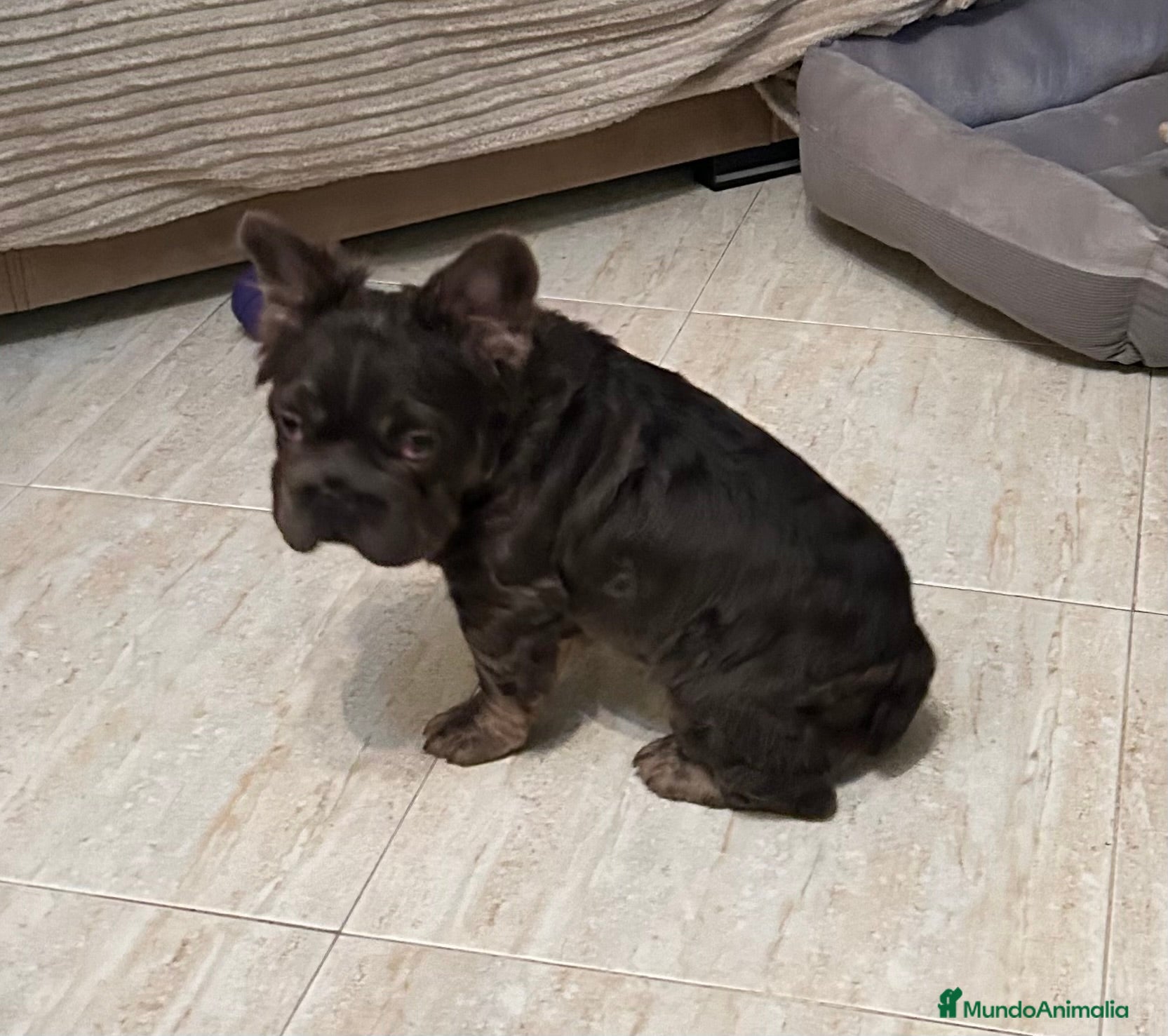 Bulldog Francés perros Bulldog francés fluffy - Anuncio 1